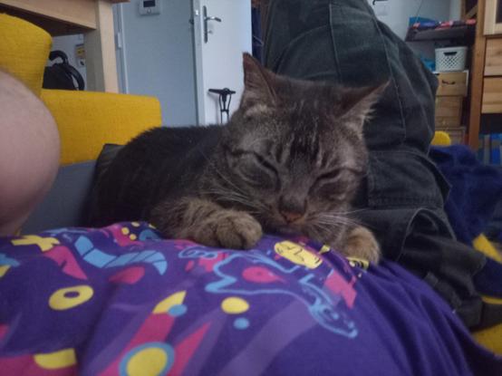 Un chat rayé se repose sur mon ventre
