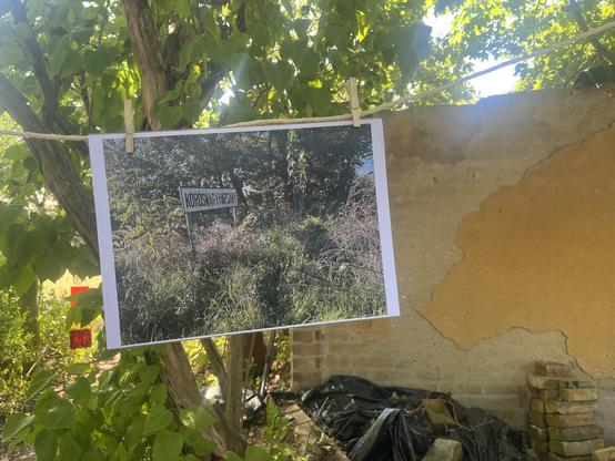 Photo of KOROSNAGYHARSANY hanging up in Lindow