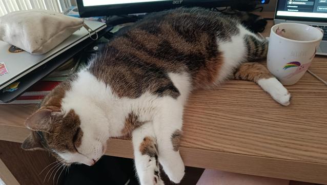 Un chat tigré et blanc allongé de tout son long sur un bureau. 
Derrière lui un écran de PC, un PC et une tasse licorne